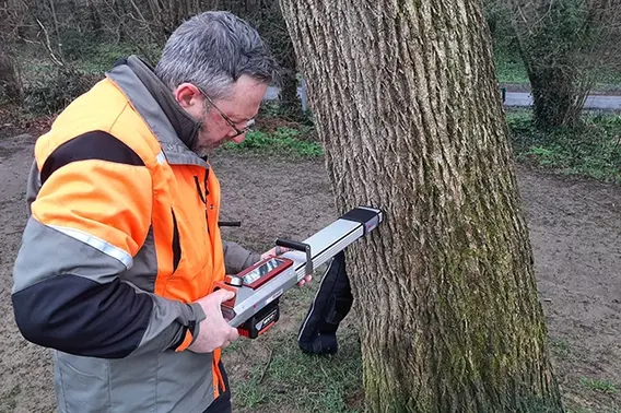 Tree inspection